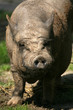hängebauchschwein