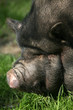 hängebauchschwein