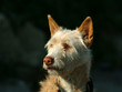 dog portrait
