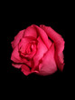 single red rose