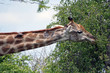 girafe en afrique du sud