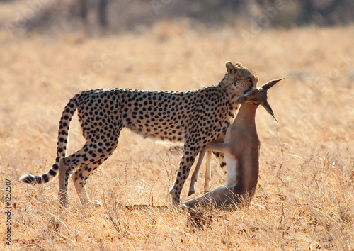 guépard portant sa proie
