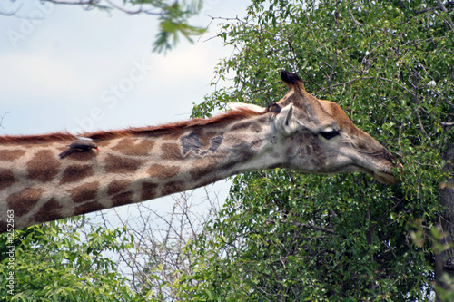 girafe en afrique du sud