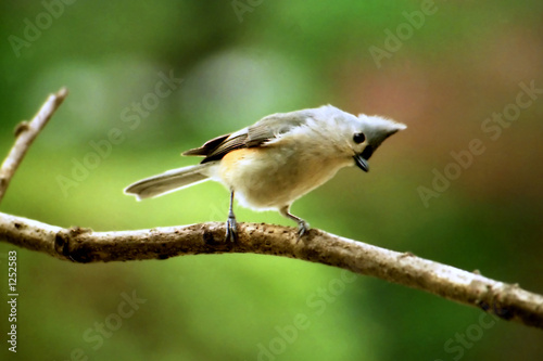 tit,mouse tit,mouse