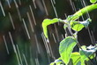 pluie