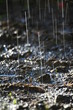 pluie