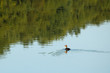 oiseau nageur