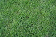 grass