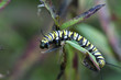 monarch caterpillar monarch caterpillar