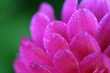 dewy petals
