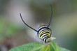 monarch caterpillar face monarch caterpillar face
