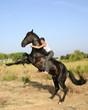 cheval en liberté 2