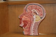 human head