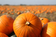 pumpkin patch5