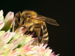 biene, bienen