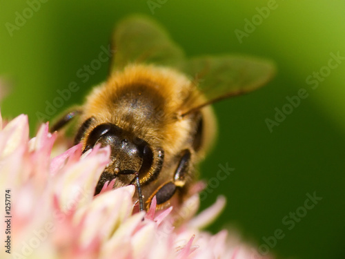 biene, bienen