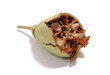 broken baobab seed broken baobab seed