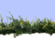 plantas y flores  sobre muro blanco