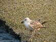 shore bird