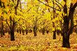 trees in autumn