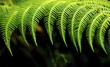 fern 03