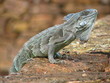 iguane iguane