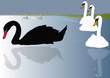 black and white swans black and white swans