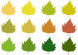 autumn leaves