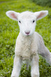 soft lamb soft lamb