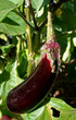 aubergine full