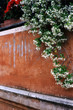 roman jasmine