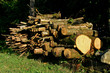 cut wood