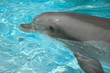 dauphin dauphin