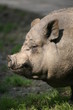 hängebauchschwein
