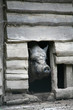 hängebauchschwein