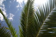 palm sky