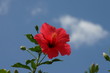 Foto: flower and sky flower and sky