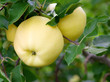 apples