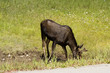 thirsty moose near the icefield parkway thirsty moose near the icefield parkway