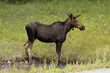 cow moose watching cow moose watching