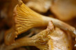 chanterelle mushroom