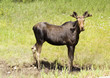 curious cow moose curious cow moose