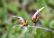 alpine wildflower