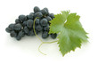 blue grape cluster