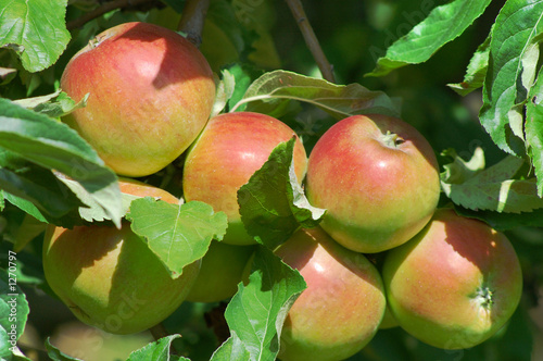 Photo: apples apples