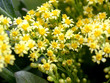 fleur jaune fleur jaune
