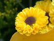 fleur jaune fleur jaune