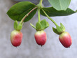 plante plante