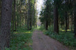 path in the summer forest 3 path in the summer forest 3