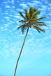 schräge palme